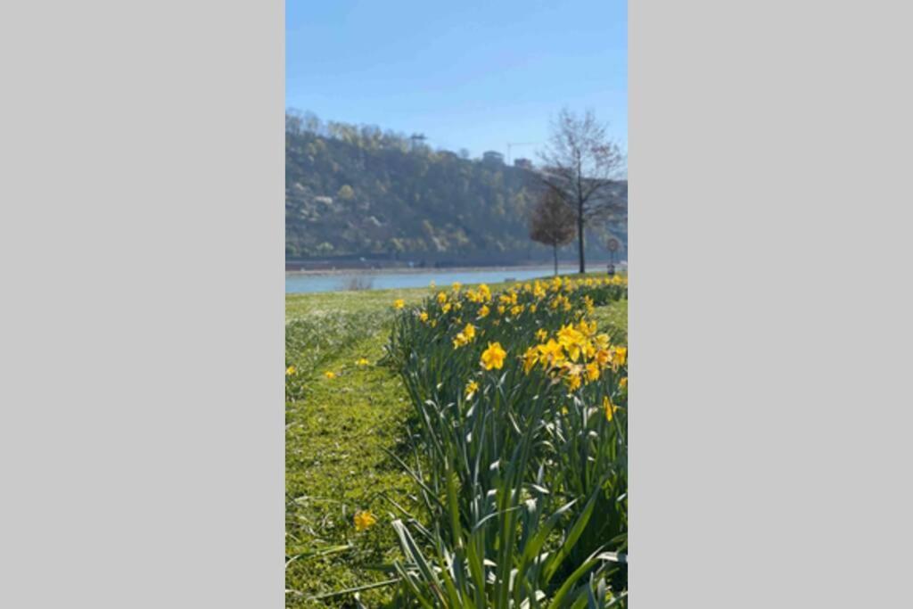 Comfortable New Apartment In #Koblenz# Direkt Am Rhein Koblenz  Bagian luar foto